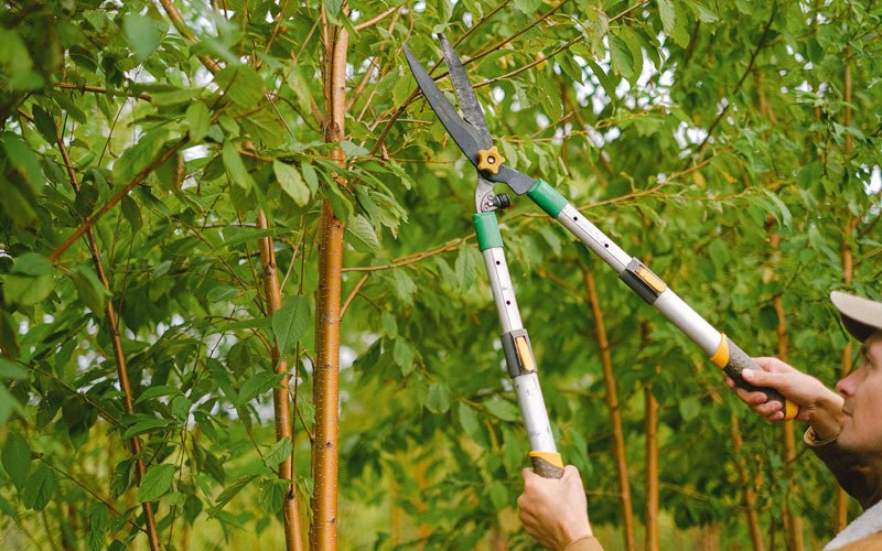 Tree trimming in Port Heiden, AK